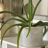 Speckled ceramic planter