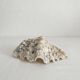 Natural shell holy water font empty pocket.