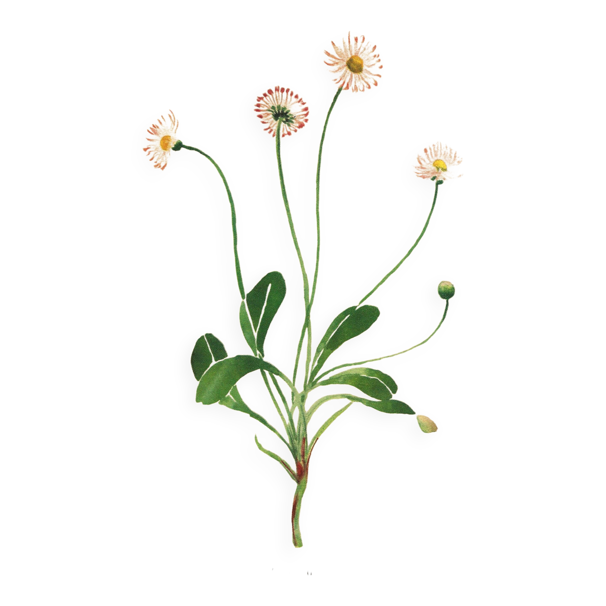 Old illustration 1948 - Daisy by H. Strache - Meadow flower