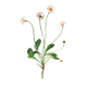 Old illustration 1948 - Daisy by H. Strache - Meadow flower