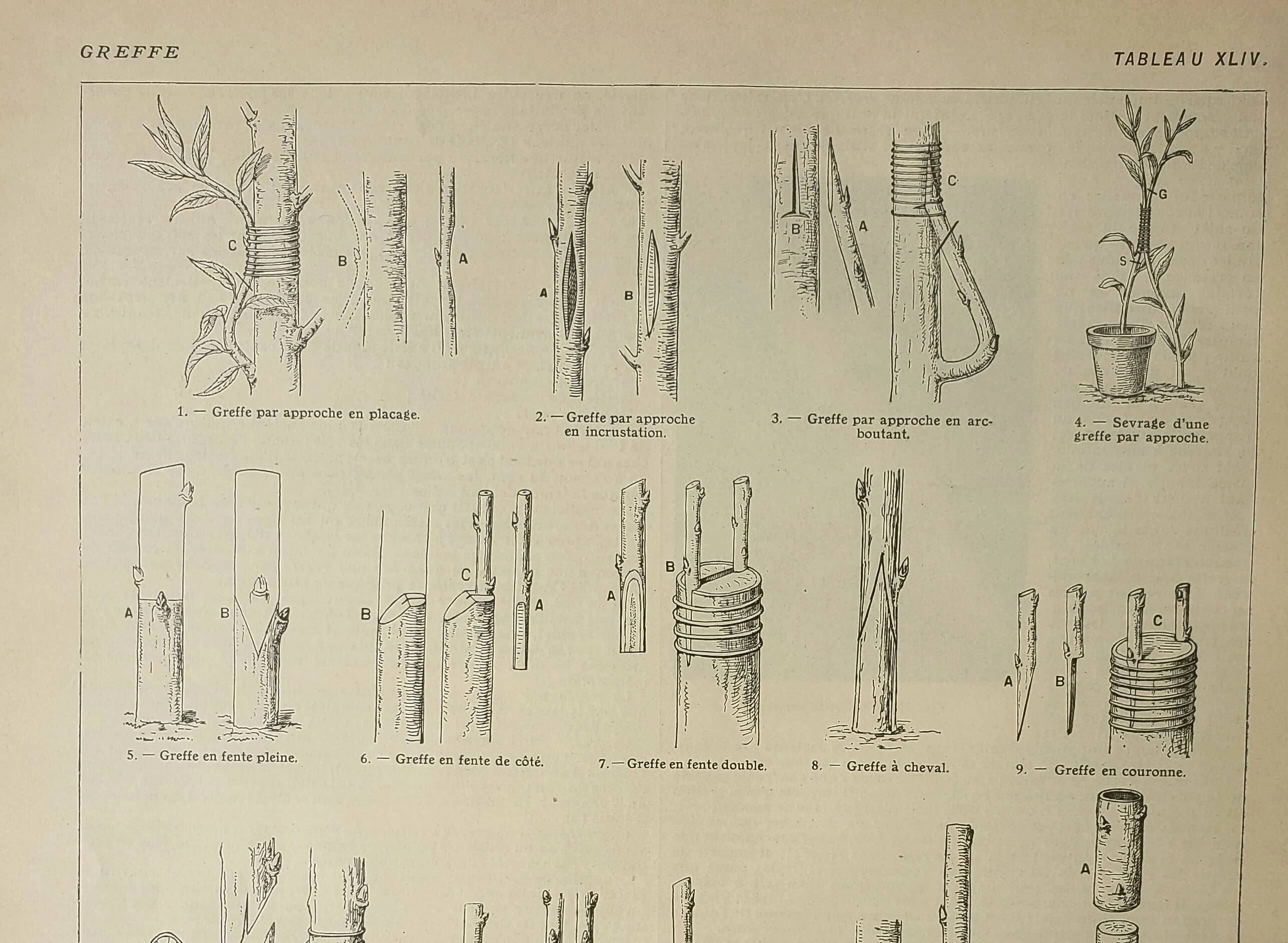 Old engraving 1922, Tree grafting, arboriculture, gardening • Lithograph, original illustration