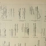 Gravure ancienne 1922, Greffe d'arbres, arboriculture, jardinage • Lithographie, illustration origin