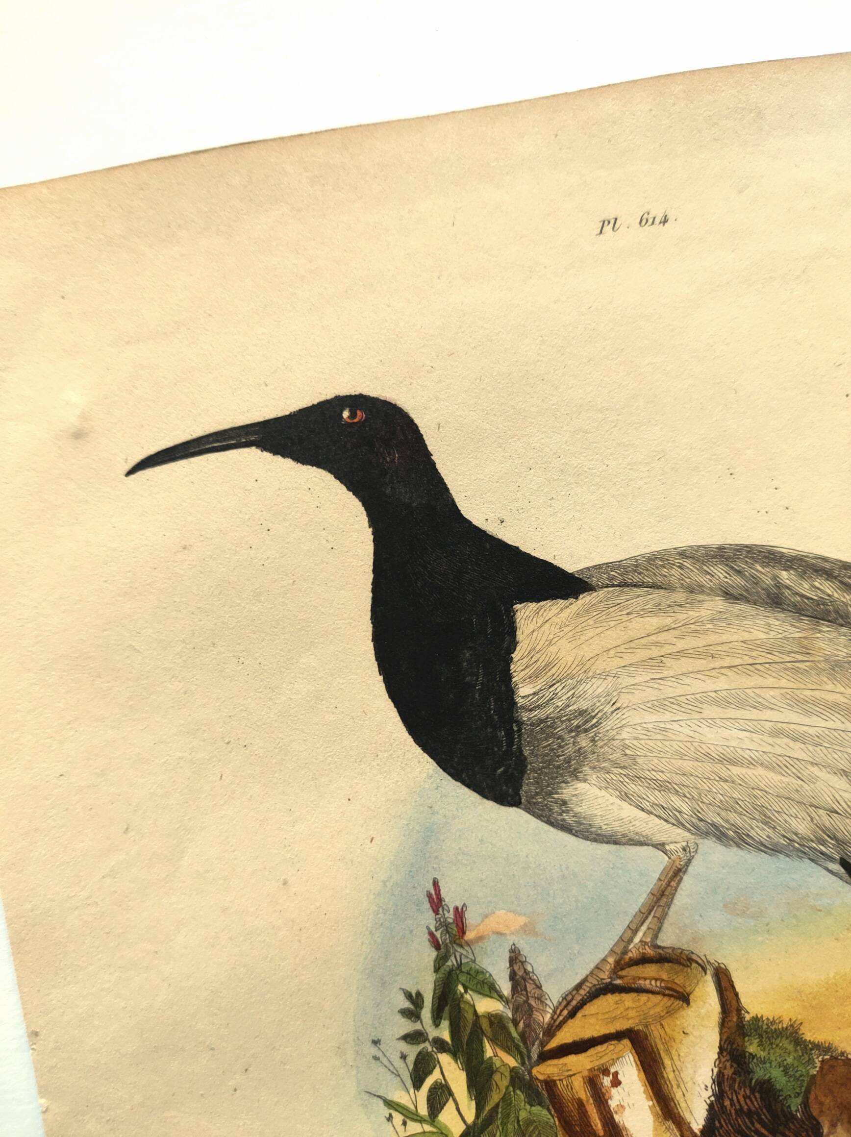 Antique engraving from 1839 -Promerops bird- hand-colored, by DuCasse