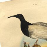 Antique engraving from 1839 -Promerops bird- hand-colored, by DuCasse