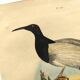 Gravure ancienne de 1839 -Oiseau Promerops- coloriée à la main, de DuCasse