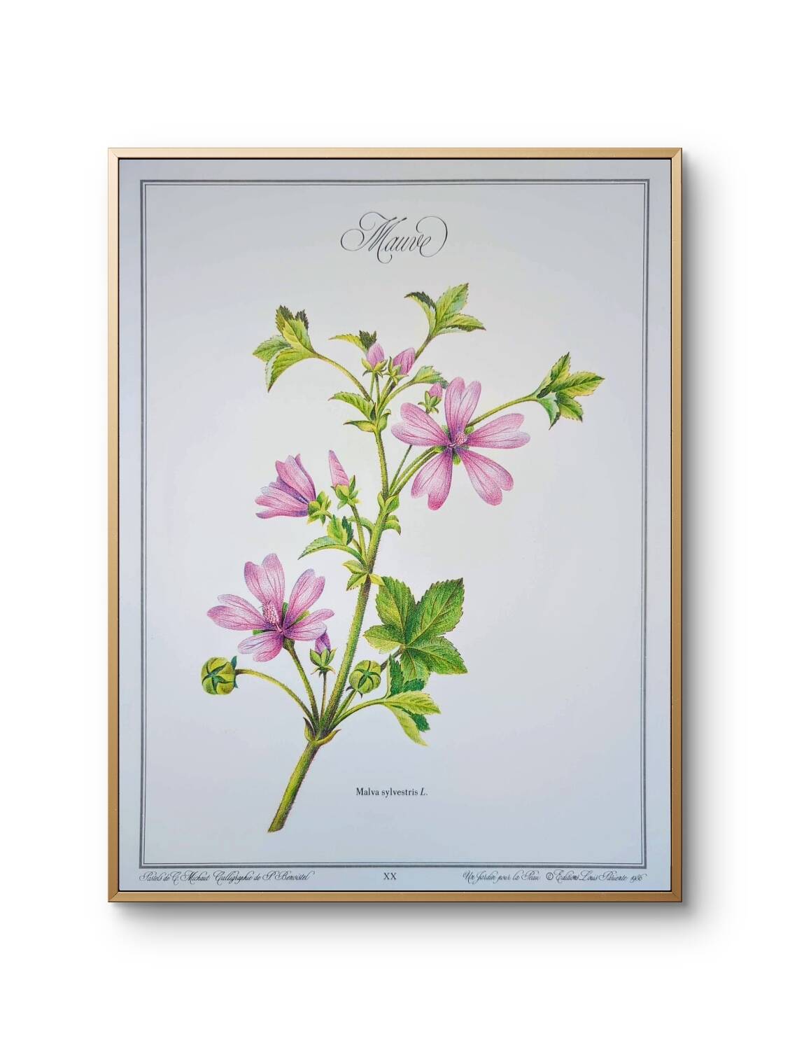 Printed in 1986, the Mauve. Vintage Botany.