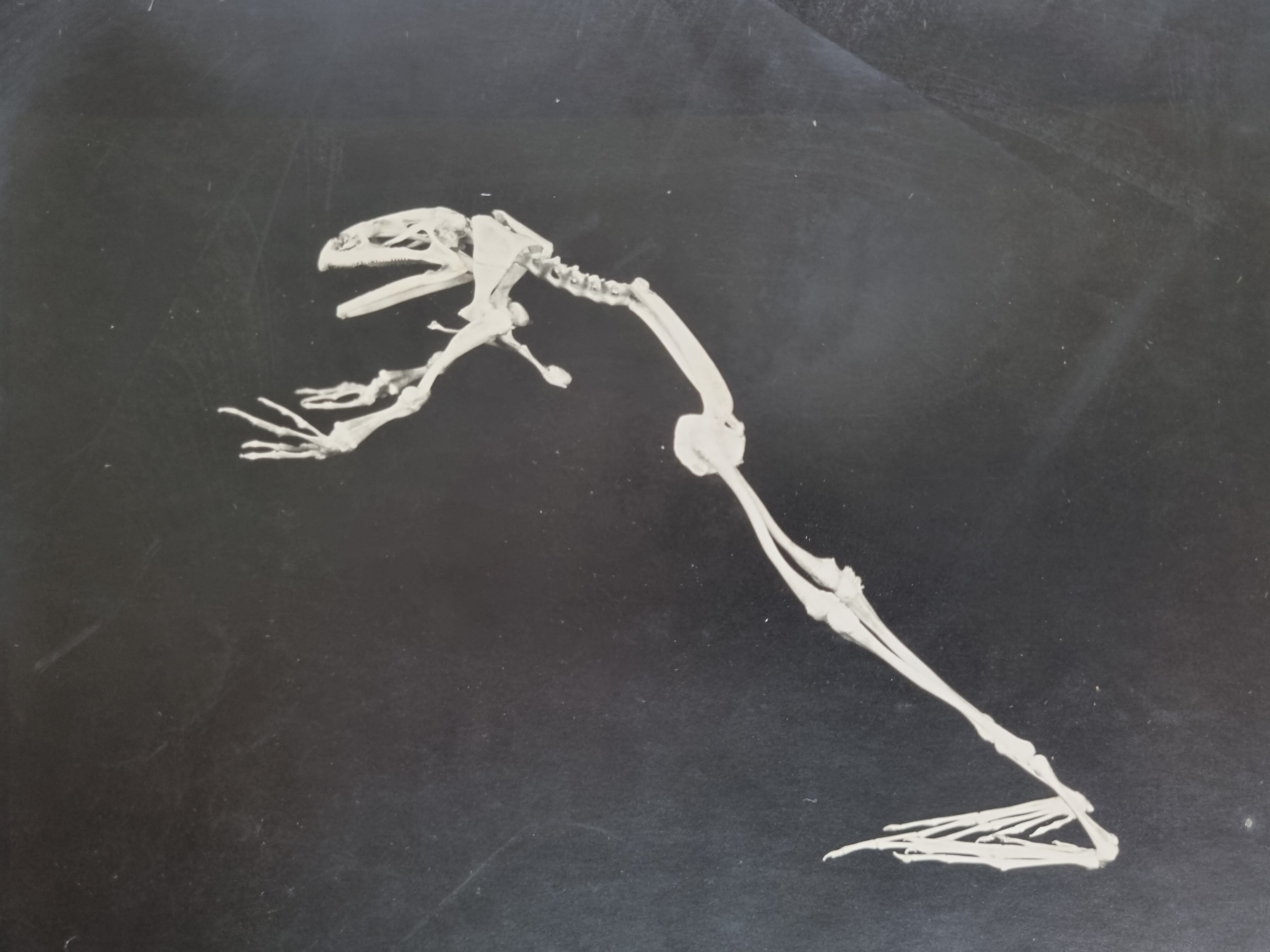 Cabinet of Curiosity, set of four anatomy photographs