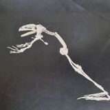 Cabinet of Curiosity, set of four anatomy photographs