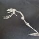 Cabinet of Curiosity, set of four anatomy photographs