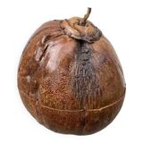 Exotic brutalist coconut ice bucket 1960