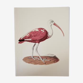 Ornithological board the Red Ibis