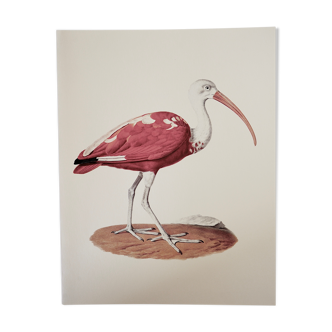 Planche ornithologique l’Ibis rouge