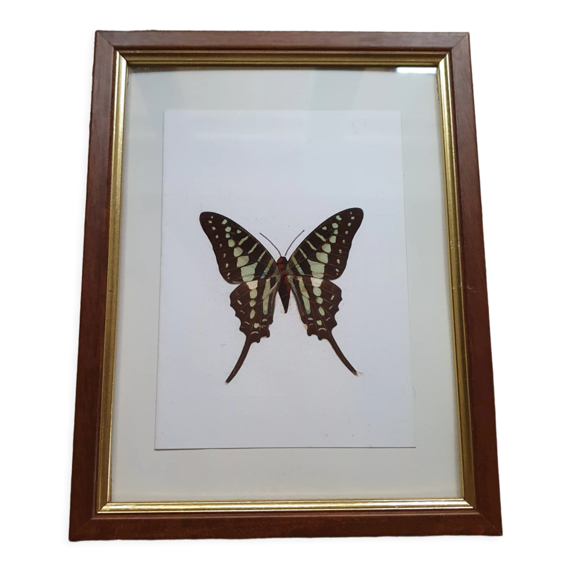 Naturalized butterfly in its old wooden frame