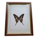 Naturalized butterfly in its old wooden frame