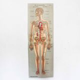 Anatomy poster XIXth