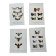 Gravure papillon naturaliste 1900.