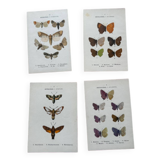 Naturalist butterfly engraving 1900.