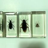 Lot of 5 insects under inclusion resin