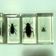Lot of 5 insects under inclusion resin