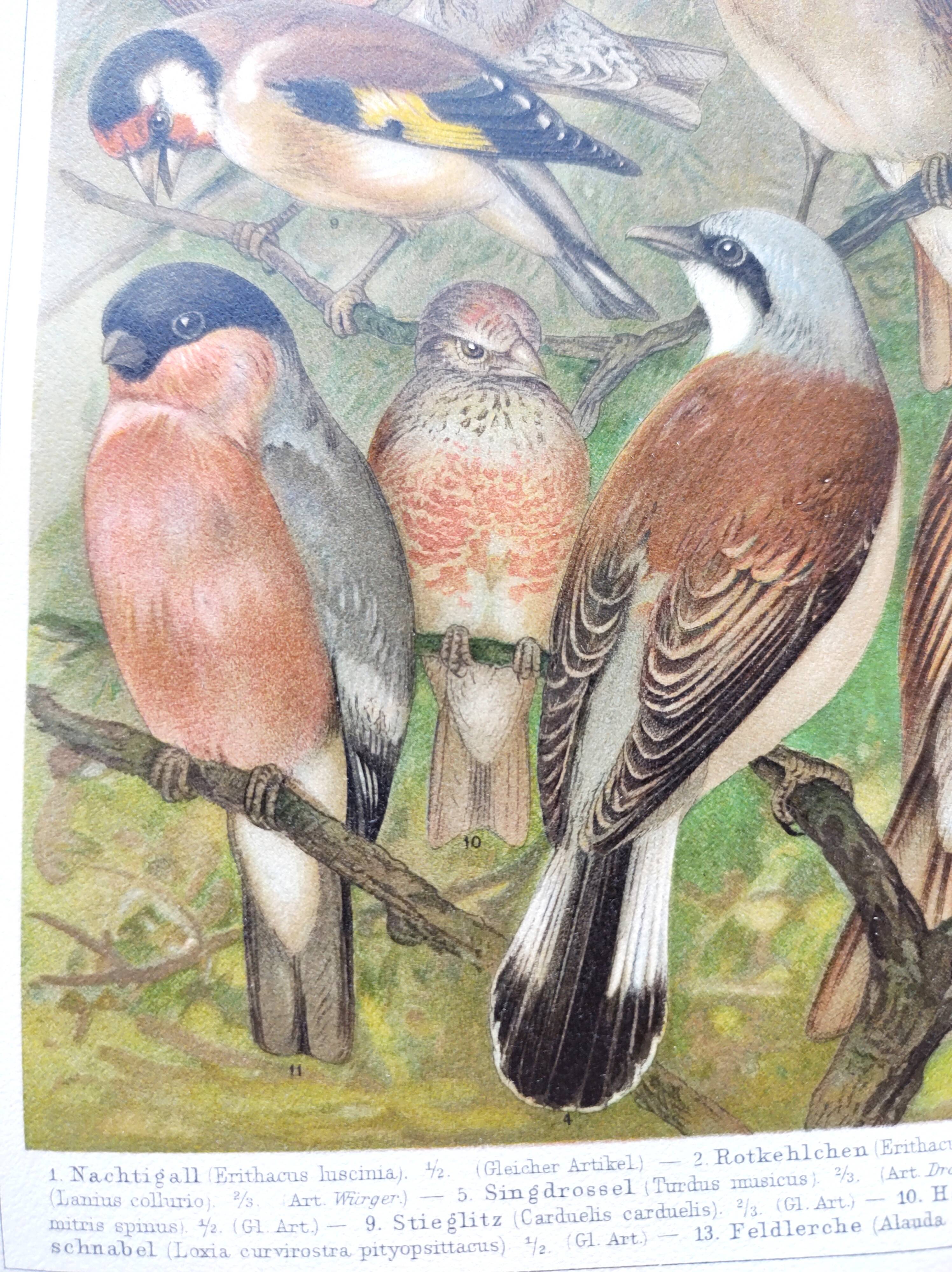 Zoological engraving from 1909 - Garden birds - Old German print