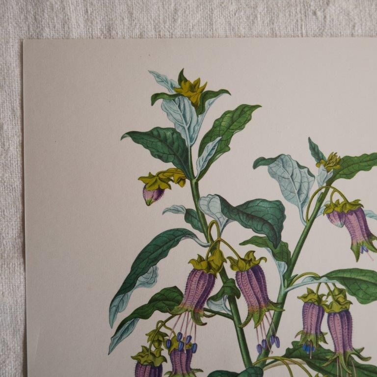 Botanical board Hebecladus - Servier