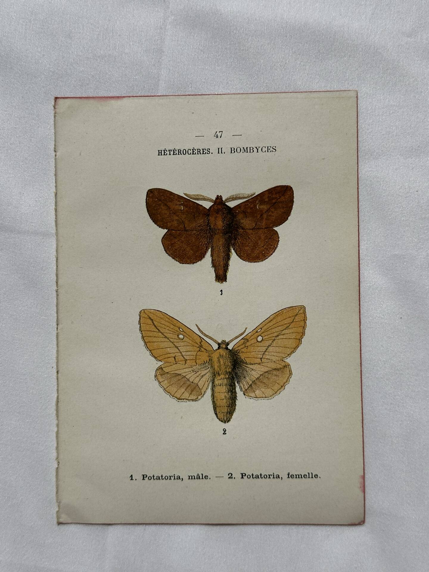 Naturalist engraving Butterfly 19th-century original botanical poster 1800