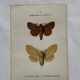 Naturalist engraving Butterfly 19th-century original botanical poster 1800
