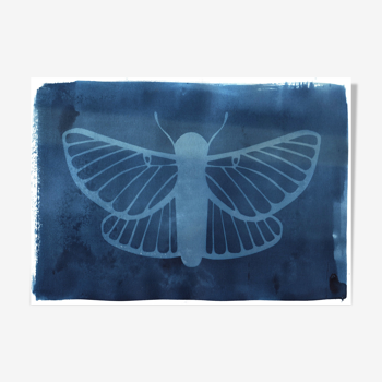 Illustration  cyanotype  papillon • signé Eawy • CY 663