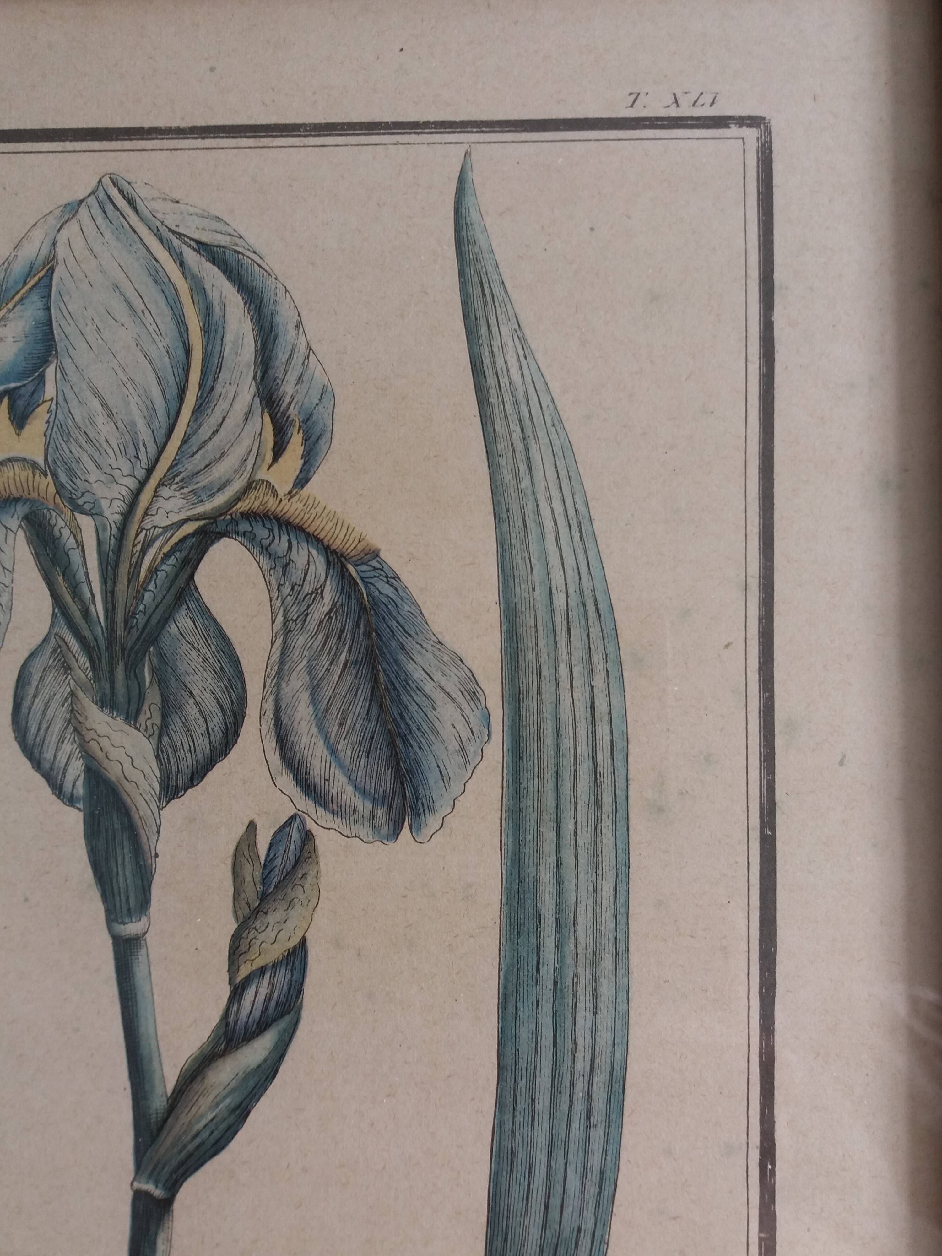 Botanical plate, iris flower engraving, framed by Guiseppe Canacci