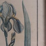 Planche botanique, gravure fleur iris, encadrée Guiseppe Canacci