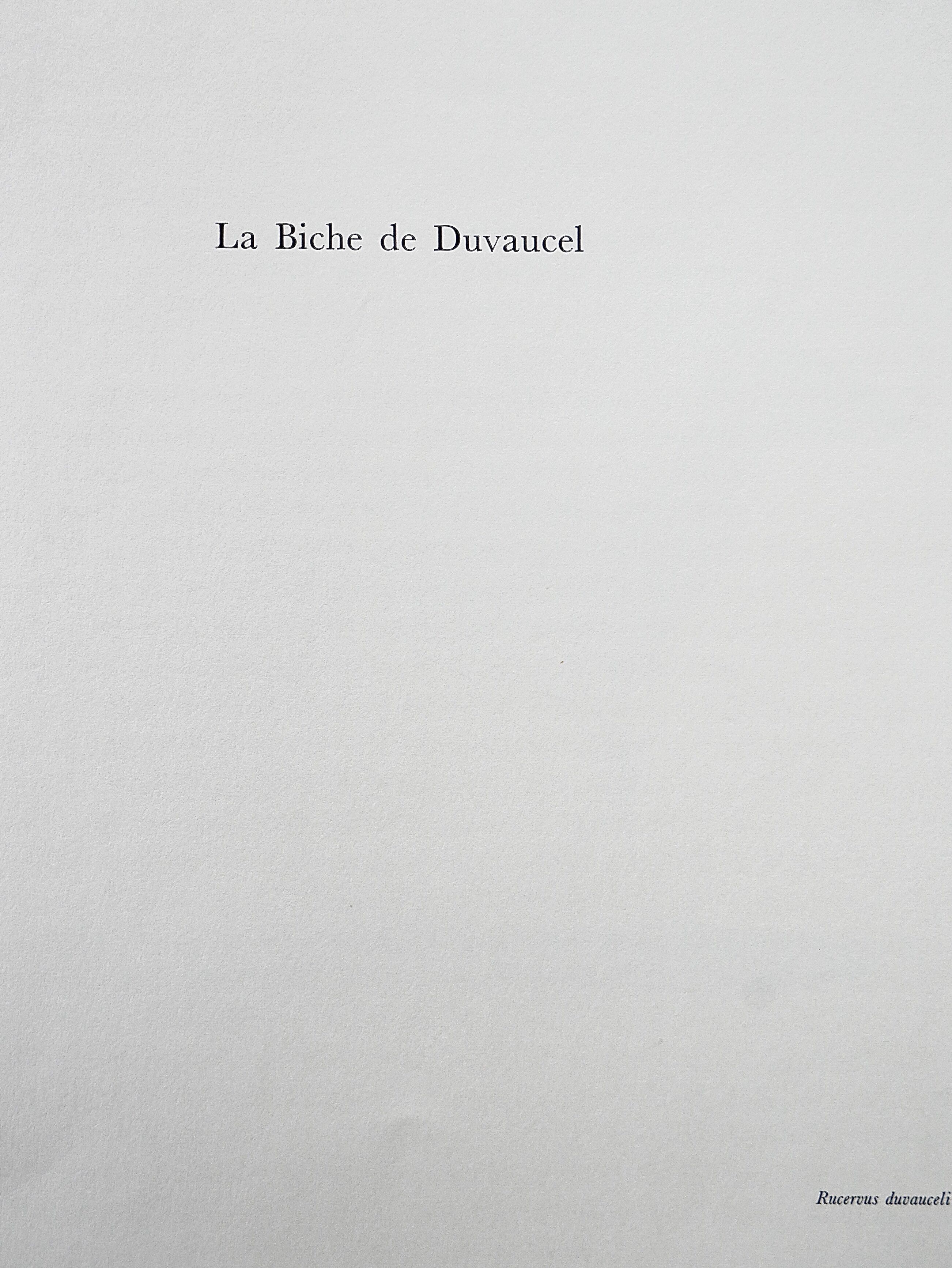 Bestiary board Duvaucel doe