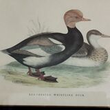 Gravure canard siffleur à tête rouge