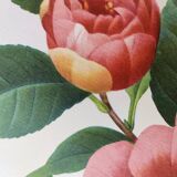 Antique botanical engraving -1955- Variegated Camellia or Japonica- by PJ. Redouté. Vintage Flower