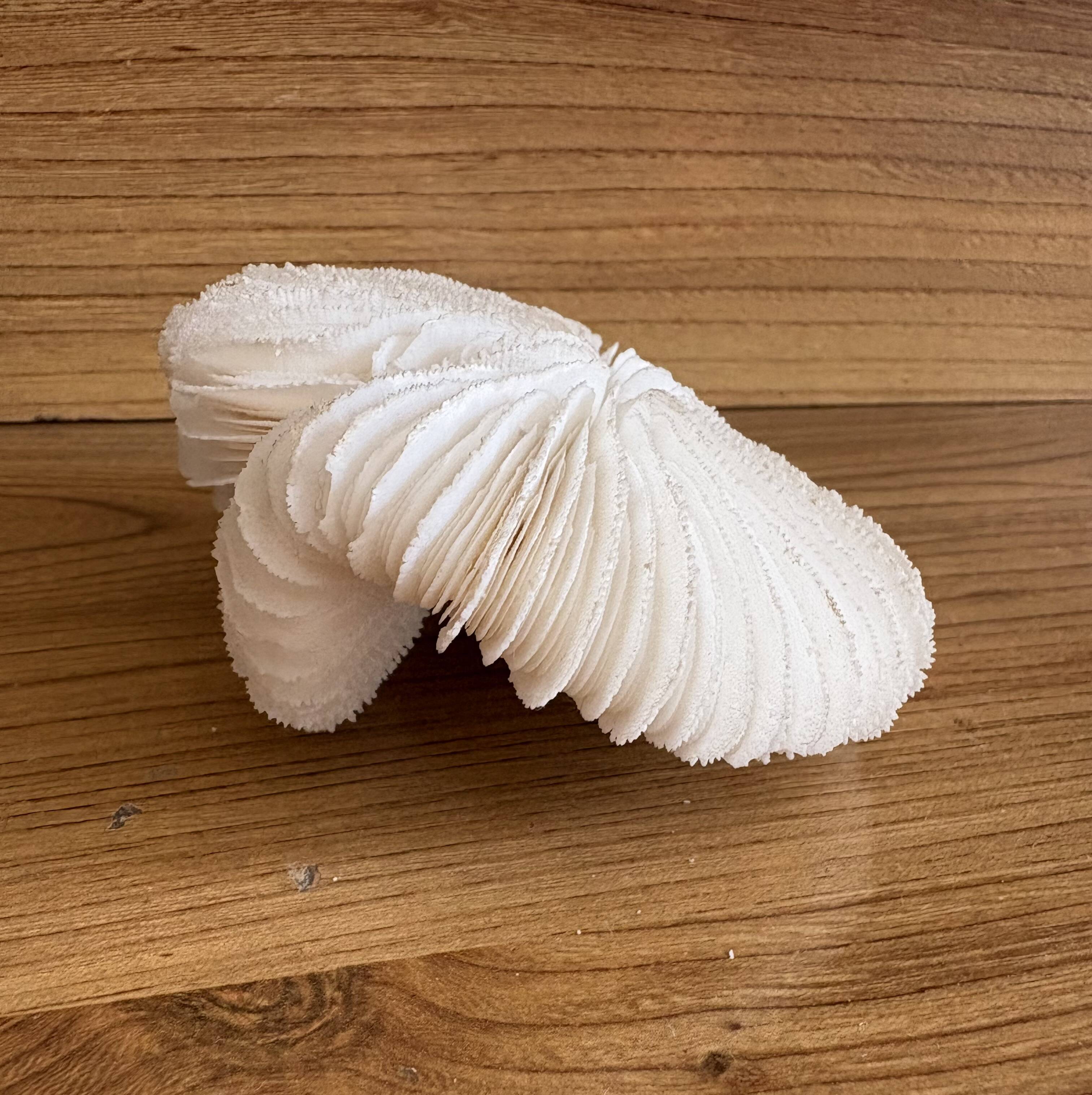 Coral Fungia "shark cushion"