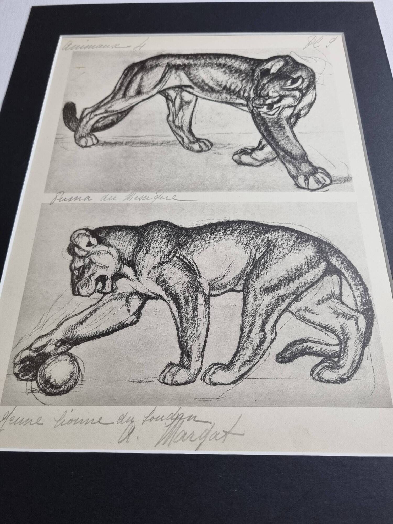 Illustrated plate – Studies of felines – André Margat – 1930 – 40 x 30 cm