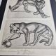 Illustrated plate – Studies of felines – André Margat – 1930 – 40 x 30 cm