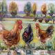 20th century school hens