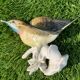 Oiseau numéroté et signé Karl Ens, en porcelaine de Saxe, XIXème siècle