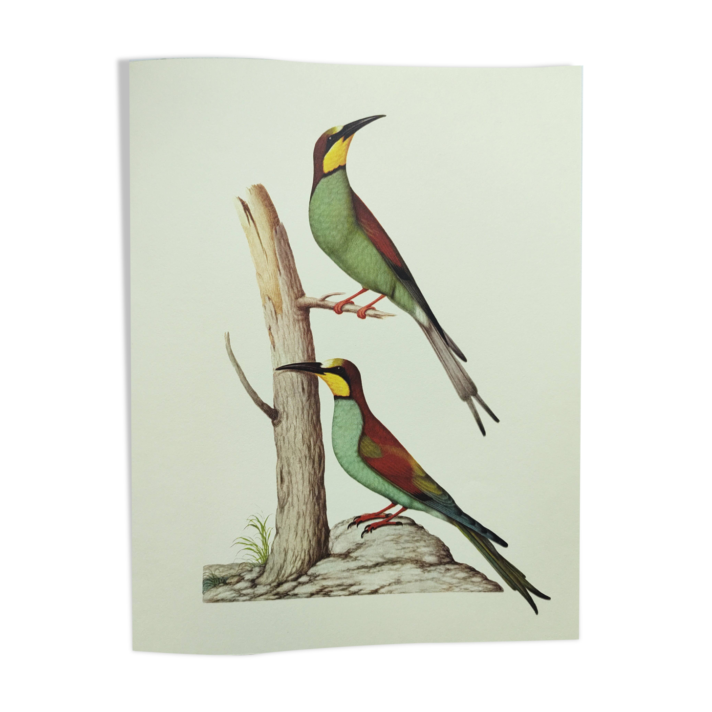 Old illustration - European bee-eater - Zoological and ornithological board from the 70s - Bird