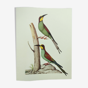 Illustration ancienne -Guêpier d'Europe- Planche zoologique et ornithologique année 70- Oiseau