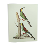 Old illustration - European bee-eater - Zoological and ornithological board from the 70s - Bird