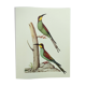 Illustration ancienne -Guêpier d'Europe- Planche zoologique et ornithologique année 70- Oiseau