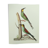 Illustration ancienne -Guêpier d'Europe- Planche zoologique et ornithologique année 70- Oiseau