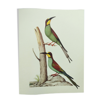 Old illustration - European bee-eater - Zoological and ornithological board from the 70s - Bird