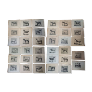 Set of 35 plates on horses from the journal "l'Acclimatation"
