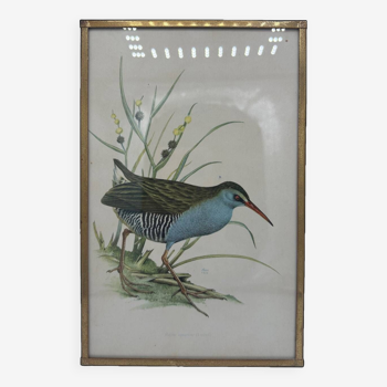 Bird lithograph frame