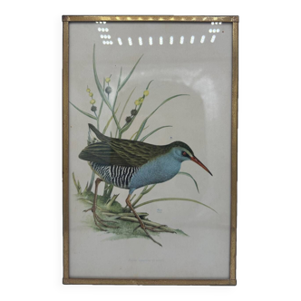 Bird lithograph frame