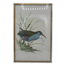 Bird lithograph frame