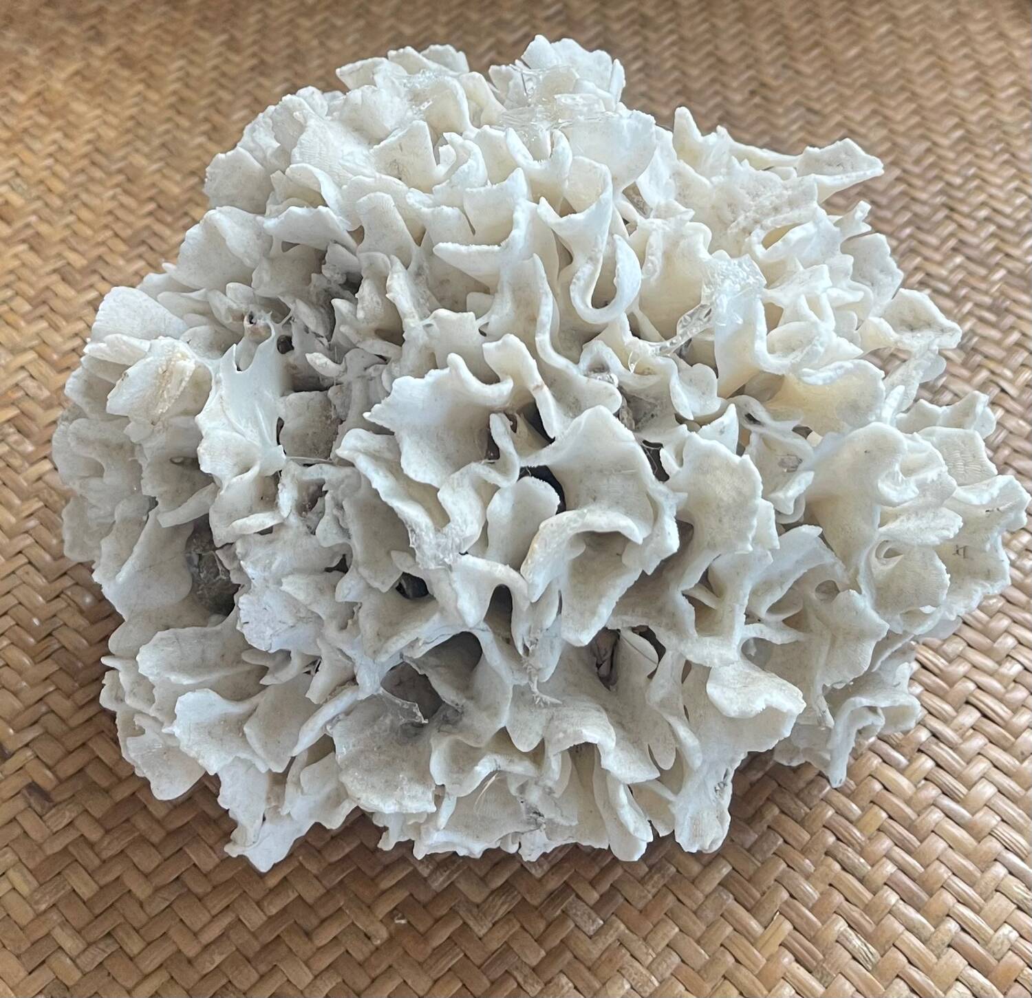 Ancient coral