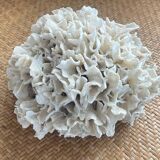 Corail ancien